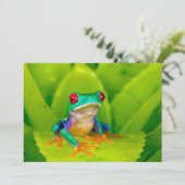 Roodogige boomkikker, Costa Rica Bedankkaart (Staand voorkant)