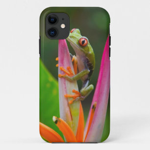 Roodogige boomkikker, Costa Rica iPhone 11 Hoesje