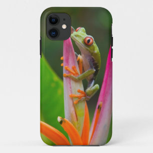 Roodogige boomkikker, Costa Rica iPhone 11 Hoesje