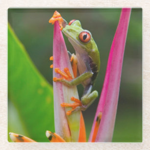 Roodogige boomkikker, Costa Rica Glazen Onderzetter