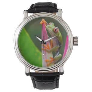 Roodogige boomkikker, Costa Rica Horloge