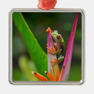 Roodogige boomkikker, Costa Rica Metalen Ornament