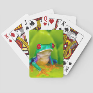 Roodogige boomkikker, Costa Rica Pokerkaarten
