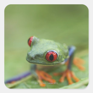 Roodoogboomkikker (Agalychnis callidryas) Vierkante Sticker