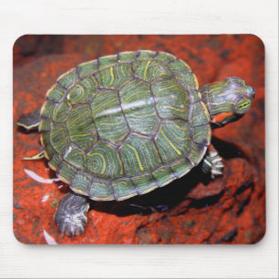 Roodoorschildpad Muismat