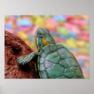 Roodoorschildpad Poster