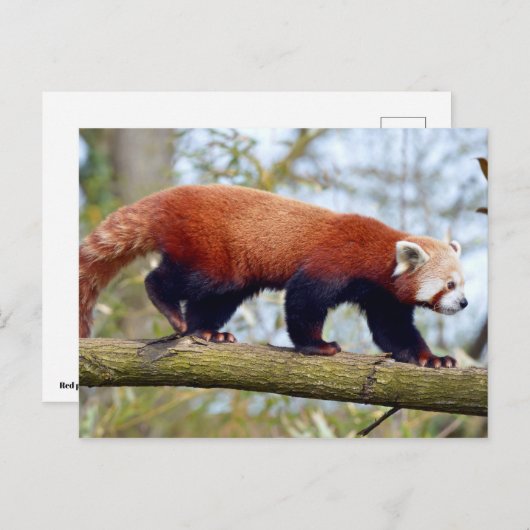 Roodpanda loopt op een tak briefkaart (Voorkant / Achterkant)