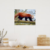 Roodpanda loopt op een tak poster (Keuken)
