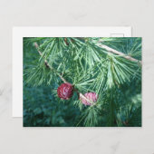 Roodpine Cones | BRIEFKAART (Voorkant / Achterkant)