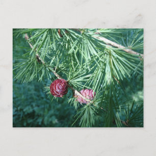Roodpine Cones BRIEFKAART