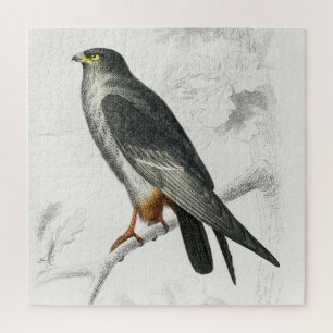 Roodpootvalk Illustratie Vintage Kunstprint Legpuzzel