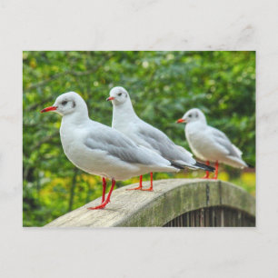 Roodpotige Drieteenmeeuwen Briefkaart