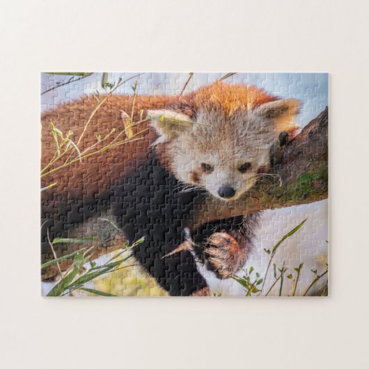 Roodrode panda legpuzzel (Horizontaal)