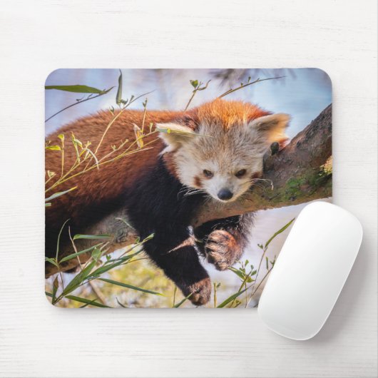Roodrode panda muismat (Met muis)