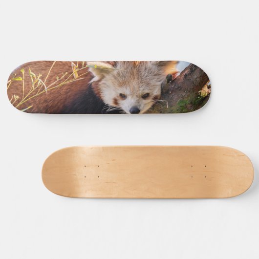 Roodrode panda skateboard (Horizontaal)