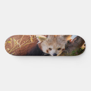Roodrode panda skateboard