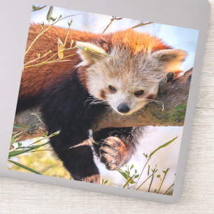 Roodrode panda sticker