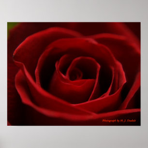 Roodrode roze poster