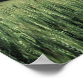 Roodschuur in het veld tarwe en gerst in Whitman Poster (Hoek)