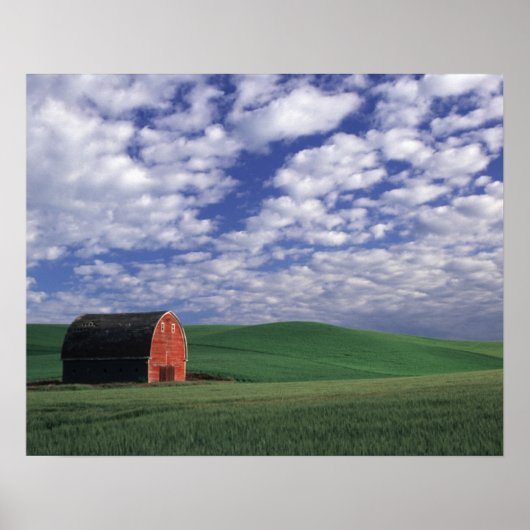 Roodschuur in het veld tarwe en gerst in Whitman Poster (Voorkant)