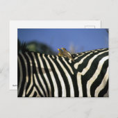 Roodsnavelossenpikker op de rug van een zebra - Zi Briefkaart (Voorkant / Achterkant)