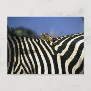 Roodsnavelossenpikker op de rug van een zebra - Zi Briefkaart