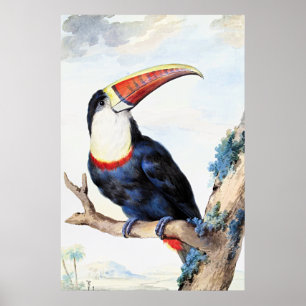 Roodsnaveltoucan, poster