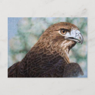 Roodstaart Hawk-luchtborstel Briefkaart