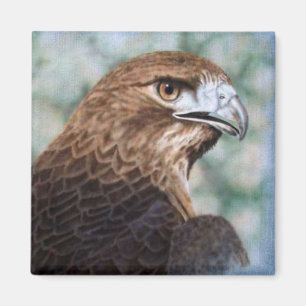 Roodstaart Hawk-luchtborstel Magneet