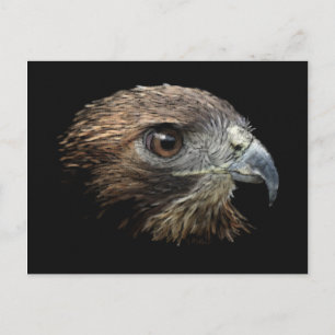 Roodstaart Hawk pastel Briefkaart