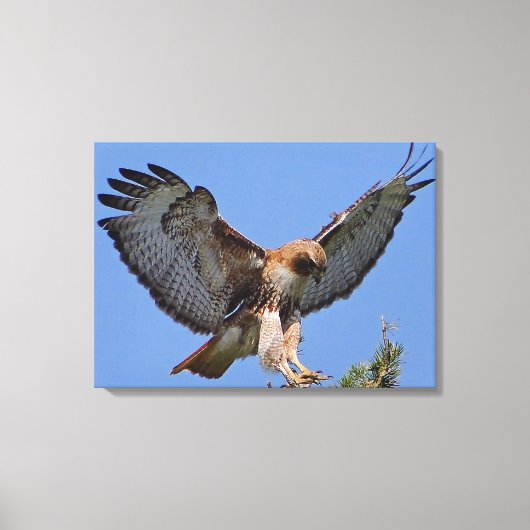 Roodstaart Hawk Soft Landing Stretch Canvas Print (Voorkant)