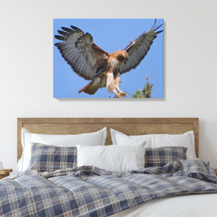 Roodstaart Hawk Soft Landing Stretch Canvas Print