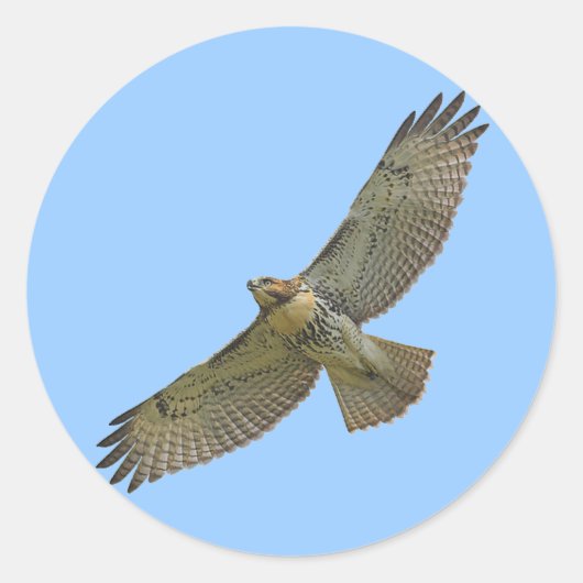 roodstaart stijgende Stickers (Voorkant)