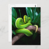 Roodstaartbamboeviper Briefkaart (Voorkant / Achterkant)