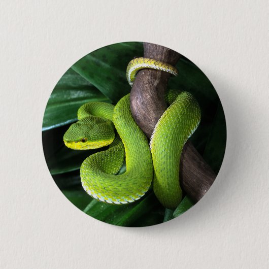 Roodstaartbamboeviper Ronde Button 5,7 Cm (Voorkant)
