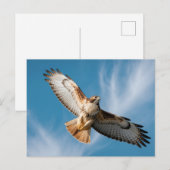 Roodstaartbuizerd Briefkaart (Voorkant / Achterkant)