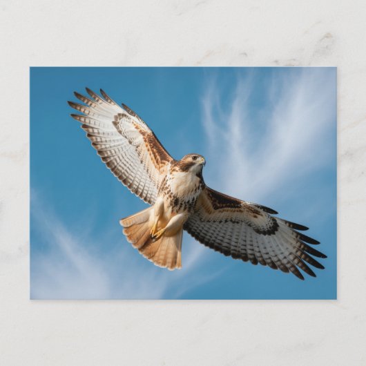 Roodstaartbuizerd Briefkaart (Voorkant)