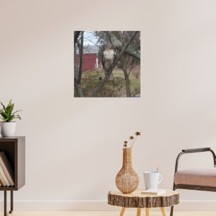 Roodstaartbuizerd in boom poster