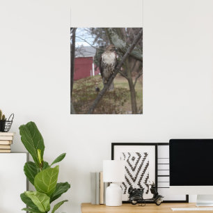 Roodstaartbuizerd in boom poster