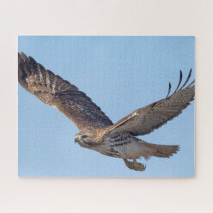 Roodstaartbuizerd in vlucht legpuzzel