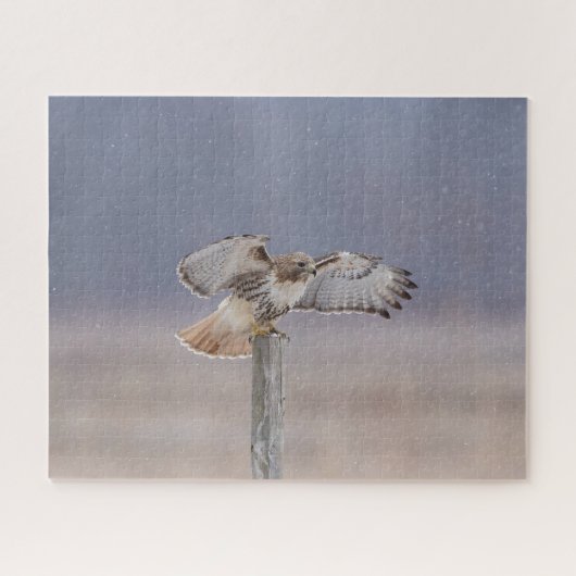 Roodstaartbuizerd in vlucht legpuzzel (Horizontaal)