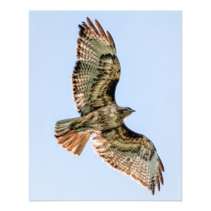 Roodstaartbuizerd in vlucht – Wildeleven-muurkunst Foto Afdruk