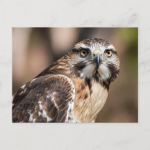 Roodstaartbuizerd kijkt boos