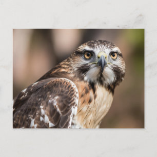 Roodstaartbuizerd kijkt boos briefkaart