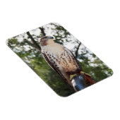 Roodstaartbuizerd Magneet (Rechterzijde)