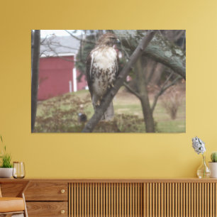 Roodstaartbuizerd op rode schuurboom 152cm x 102cm canvas afdruk