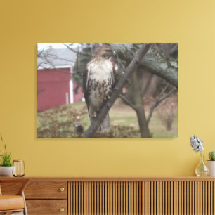 Roodstaartbuizerd Rood schuur 36" x 24" Canvas Afdruk