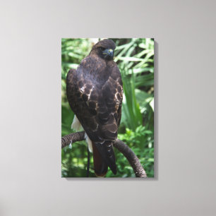 Roodstaartbuizerdfoto op gespannen canvas afdruk