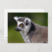 Roodstaartcitroenmoer Briefkaart (Voorkant / Achterkant)