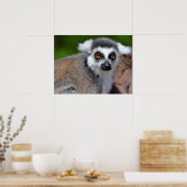 Roodstaartcitroenmoer Poster (Keuken)